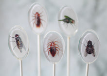 Oval Bug Lollipops for Halloween 6 Pieces