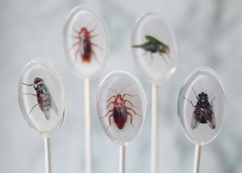 Oval Bug Lollipops for Halloween 6 Pieces