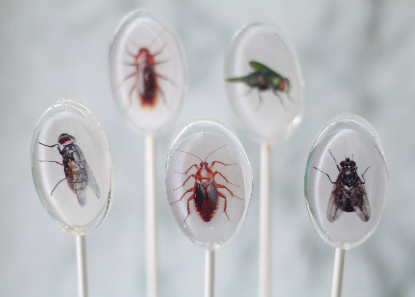 Oval Bug Lollipops for Halloween 6 Pieces