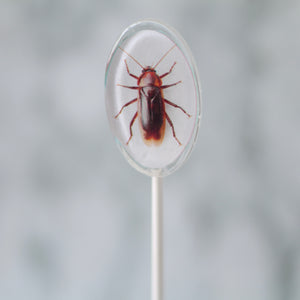 Oval Bug Lollipops for Halloween 6 Pieces