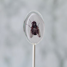 Oval Bug Lollipops for Halloween 6 Pieces