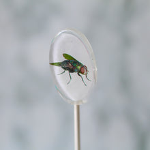 Oval Bug Lollipops for Halloween 6 Pieces