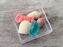 Beach Finds Sea Shells Box - 6 Clear boxes with 6 PCS